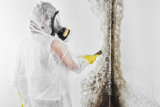 Best Mold Testing  in North Pole, AK