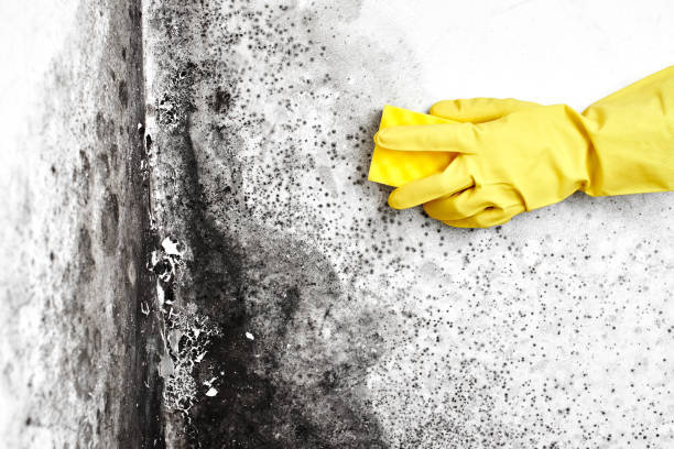 Certified Mold Removal in North Pole, AK