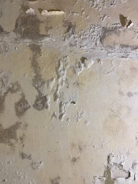 Best Mold Cleaning Services  in North Pole, AK