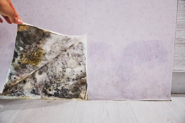 Best Black Mold Removal  in North Pole, AK